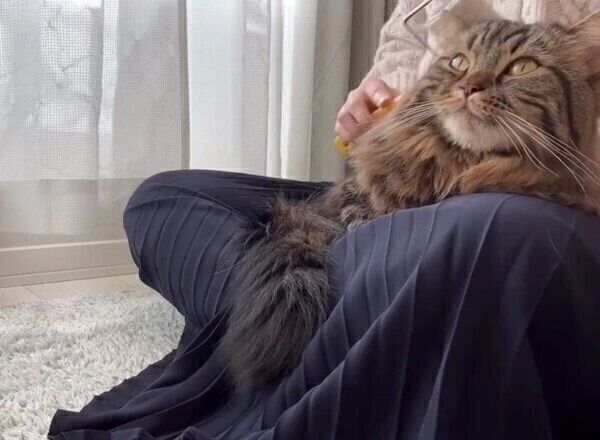 コロコロしてもらうアーサーくん