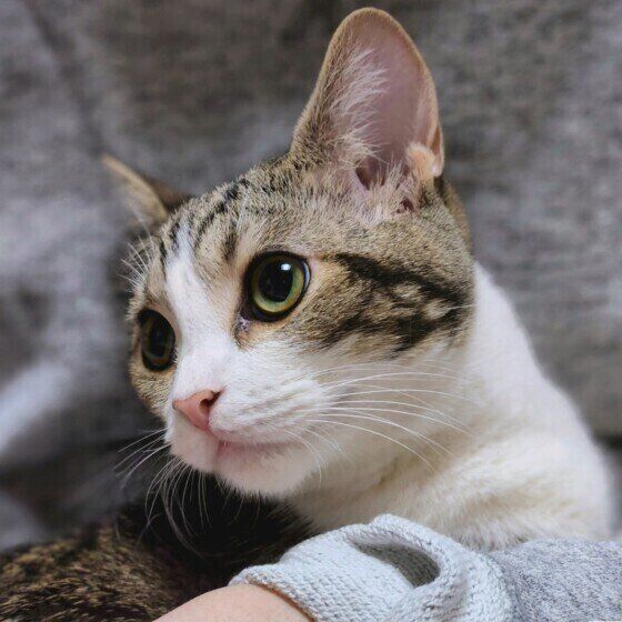 スコティッシュフォールドのミヤちゃん♪