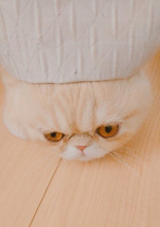 ねこのきもちWEB MAGAZINE ねこの日企画「MEN'S CAT」