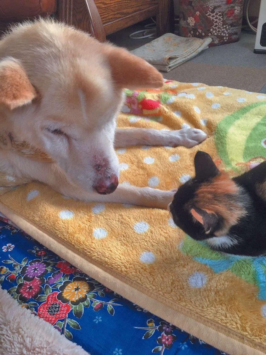 画像／ねこのきもち2019年11月号『保護猫ストーリー』