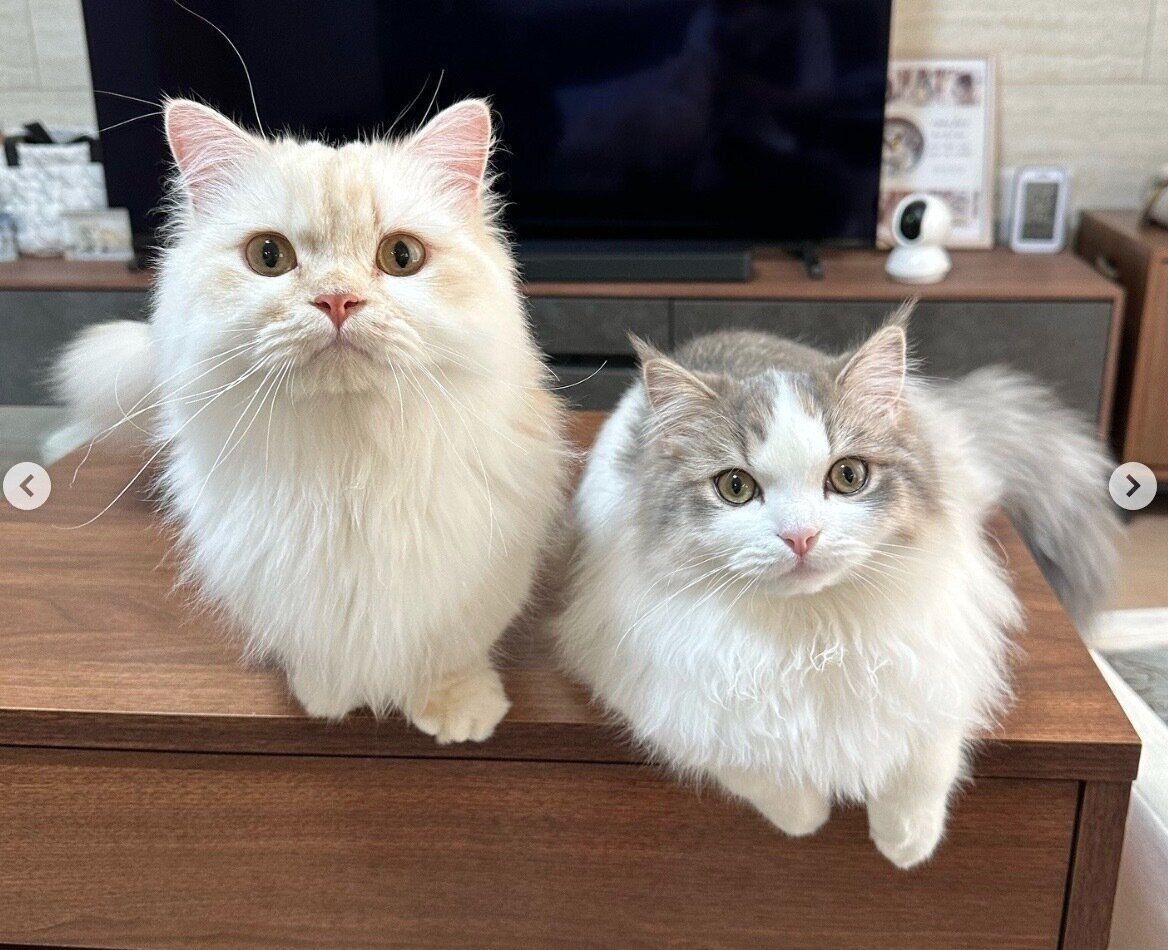 見つめるmielくん、弟猫・Cielくん