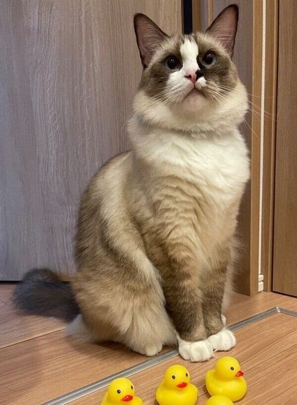 夏頃のコテツくん