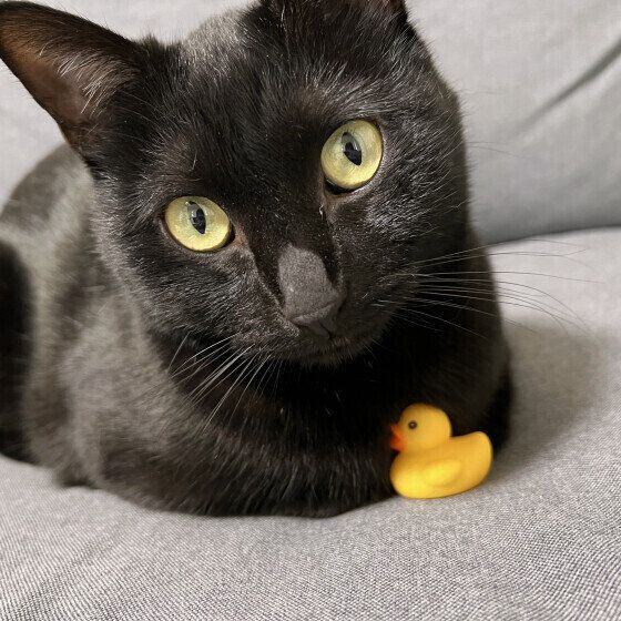 アヒルの人形とくっつく黒猫