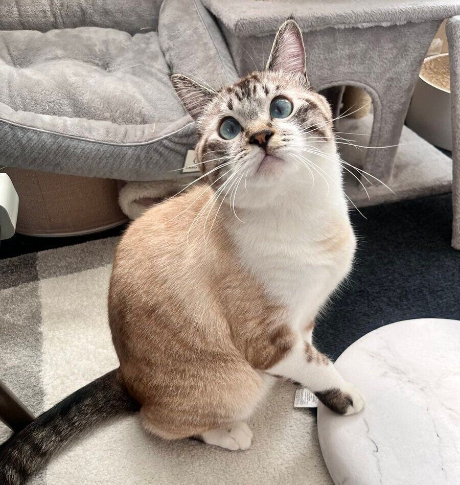 上を見上げるちくわくん