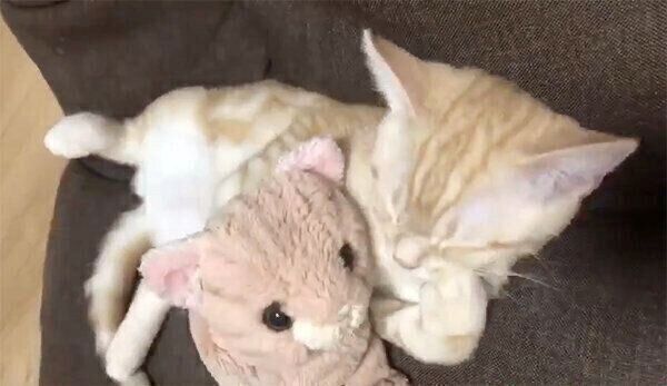 猫のぬいぐるみを抱えるモカちゃん