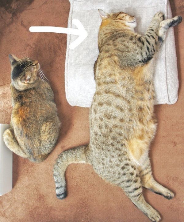 くつろぐアビーちゃんとつみれくん