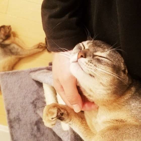 のどをなでられて気持ちよさそうなアビシニアン