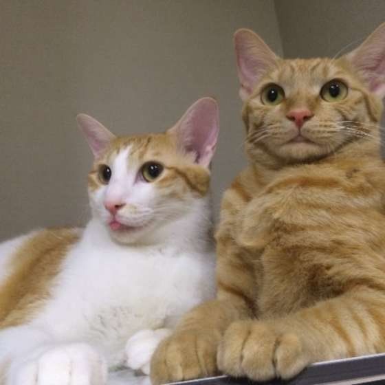 座り方で猫の気持ちが分かる?猫のお座りポーズのヒミツ|ねこのきもちWEB MAGAZINE