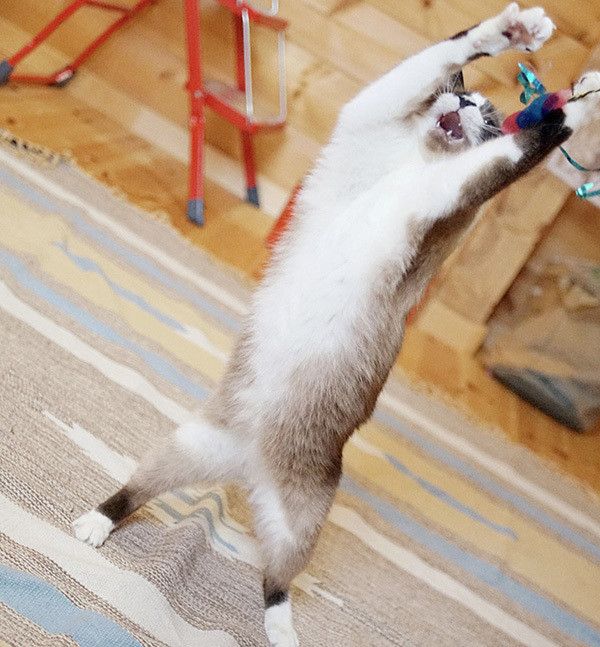 お腹を見せる猫