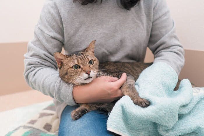 足を拭かれている猫