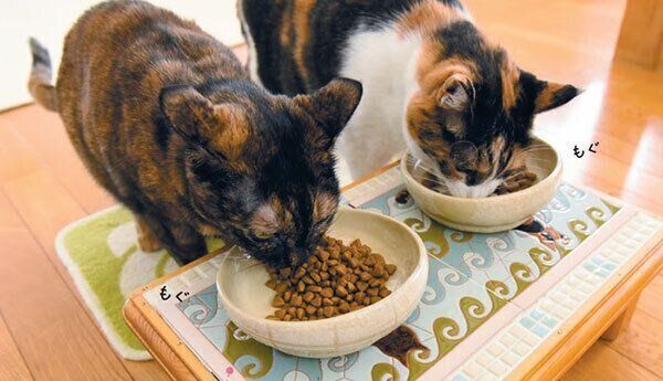 ごはんを食べる猫