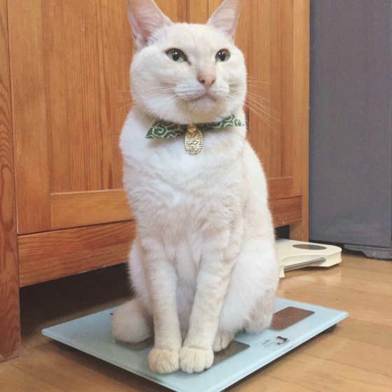 体重計にのる白い猫