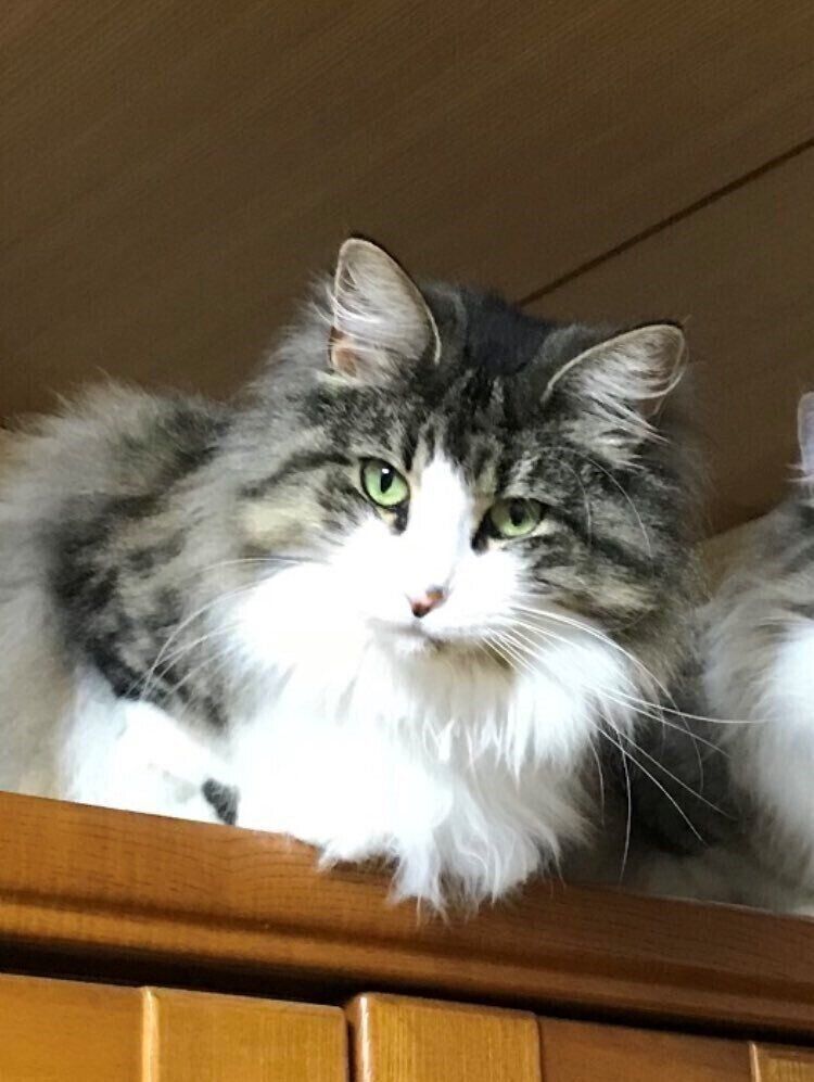 美しく成長したアニーちゃん