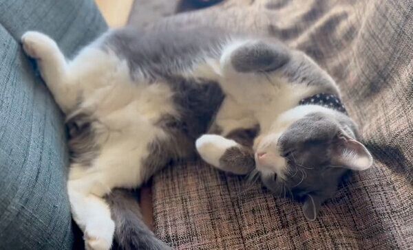 お昼寝するしらたまくん