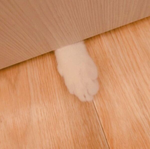 差し入れをするおちゃまるくん