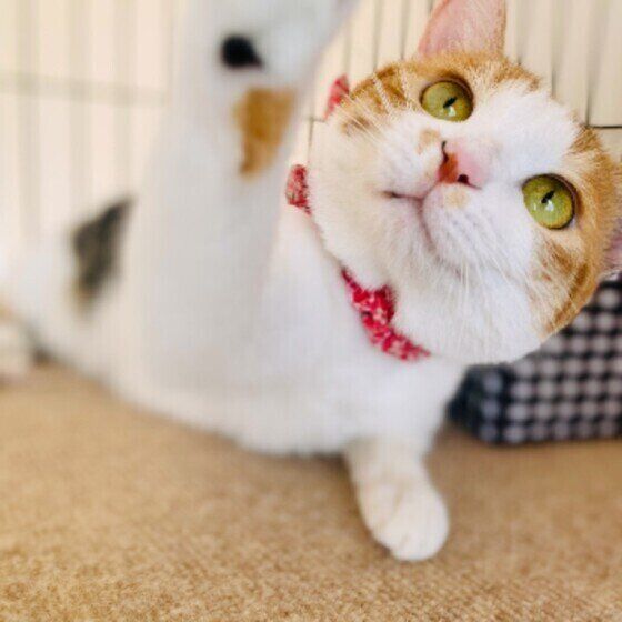 前足を伸ばす猫（MIX、メス）