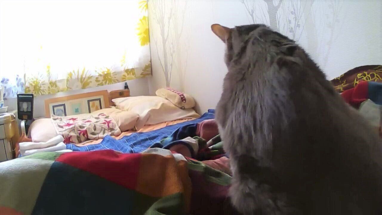 画像／2018年４月号「ちょっとの心がけで、絆はもっと強まる　猫の留守番ビフォーアフターにすること」