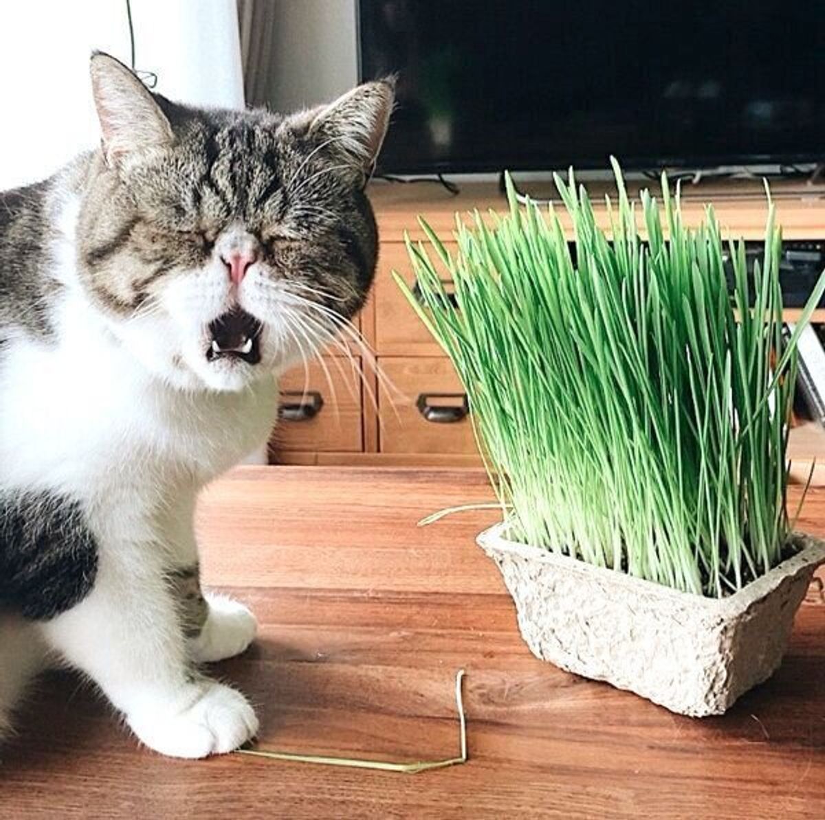 青汁のcmみたい 愛猫に初めて猫草を与えてみたら 想像以上のリアクションに爆笑 ねこのきもちweb Magazine 青汁のcmみたい 愛猫に初めて猫草を与えてみたら 想像以上のリアクションに爆笑 ねこのきもちweb Magazine