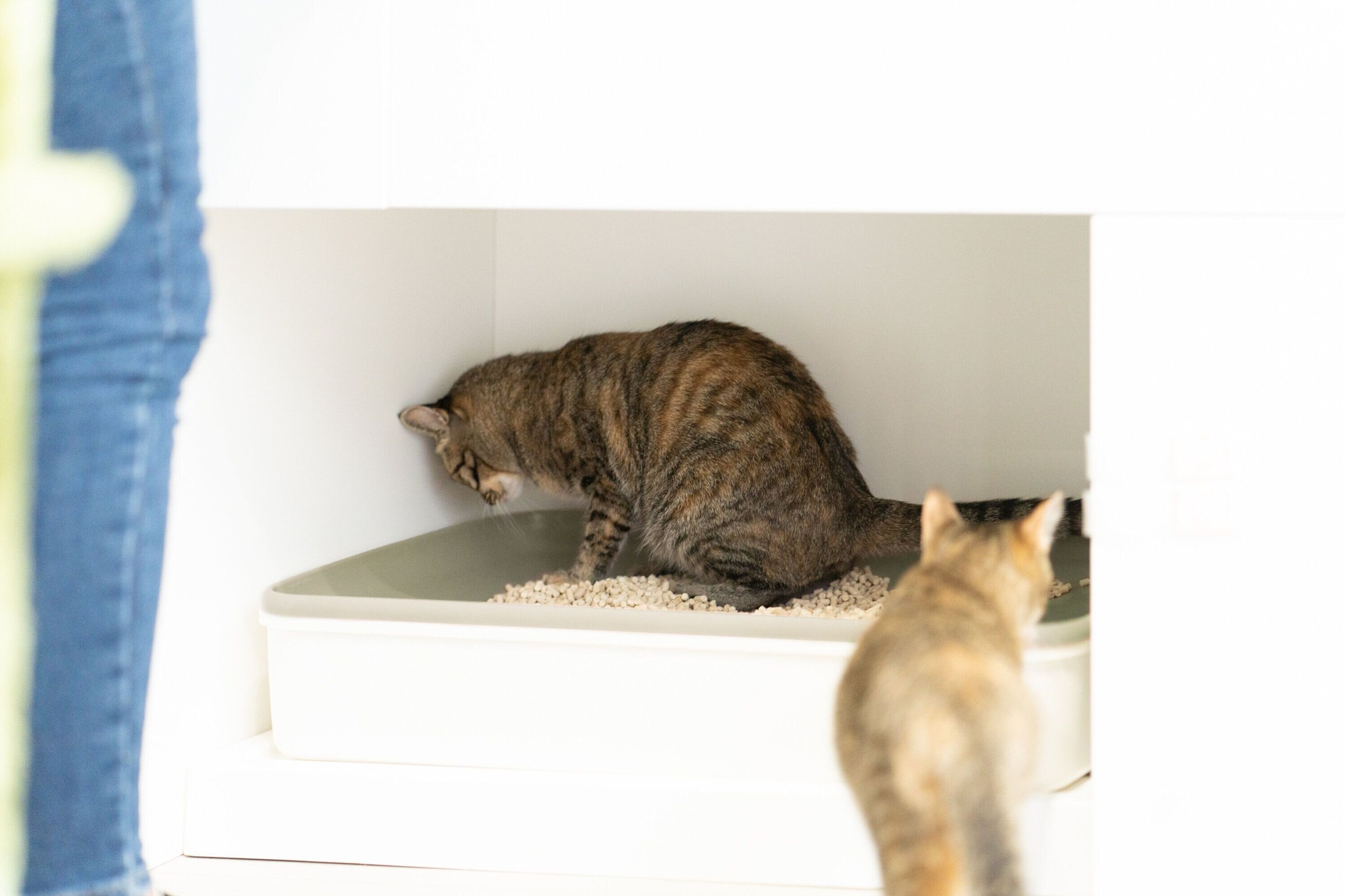 Pr 名もなきペット家事 ねこ編 Vol 5 水洗の猫トイレって 画期的な その仕組みをレポート ねこのきもちweb Magazine Pr 名もなきペット家事 ねこ編 Vol 5 水洗の猫トイレって 画期的な その仕組みをレポート ねこのきもちweb Magazine