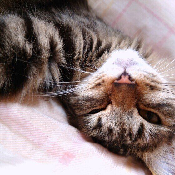 キジトラのねねちゃん