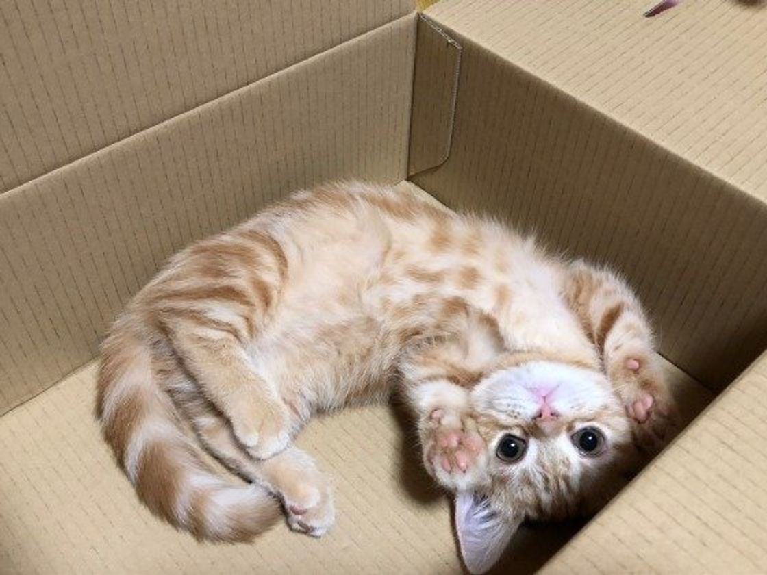 かわいいけどちょっと困る猫のいたずら 上手な付き合い方は ねこのきもちweb Magazine かわいいけどちょっと困る猫のいたずら 上手な付き合い方は ねこのきもちweb Magazine
