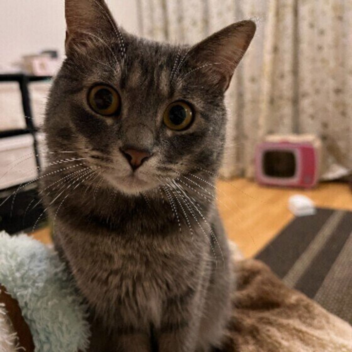 暑さと湿気に負けない 猫の食器のお手入れ法 最新フードボウル紹介 ねこのきもちweb Magazine 暑さと湿気に負けない 猫の食器のお手入れ法 最新フードボウル紹介 ねこのきもちweb Magazine