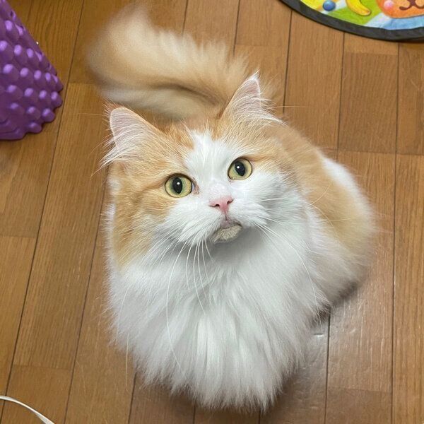 見つめるういちゃん