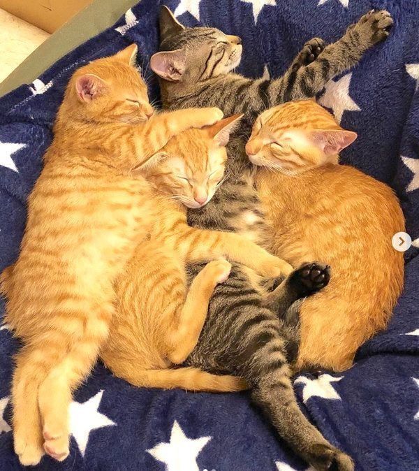 寄り添うふうくん、そうくん、かいくん、いなりくん