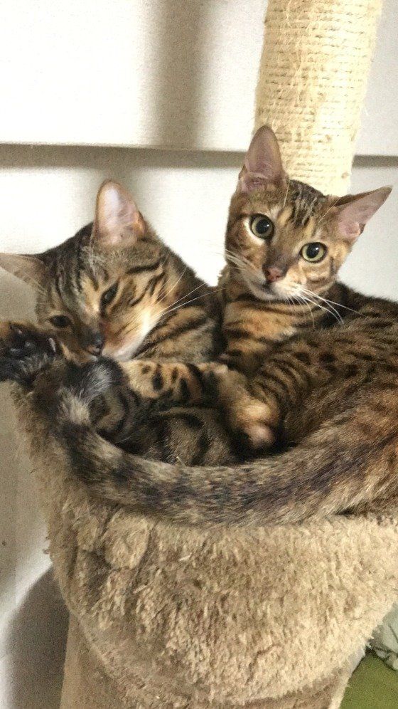 キャットタワーの上にいるベンガル2匹