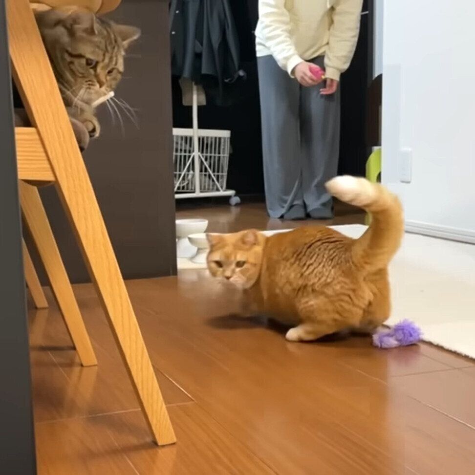 遊ぶプリンちゃんと見学するメルちゃん