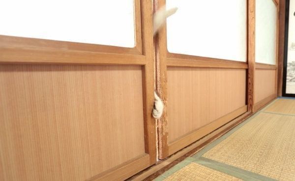 扉を開けようとする猫