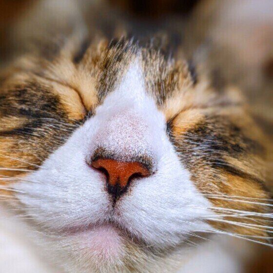 まーるちゃん（MIX）