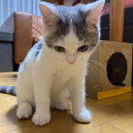 スコティッシュフォールドのタルくん♪