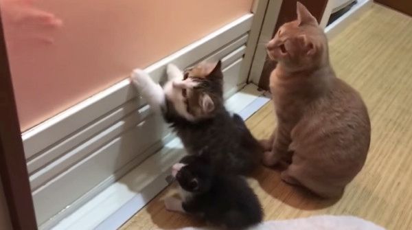 興味津々の猫たち