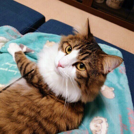 くつろぐノルウェージアンフォレストキャット