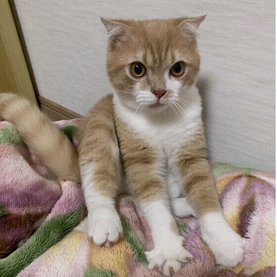 ミヌエット　うにくん