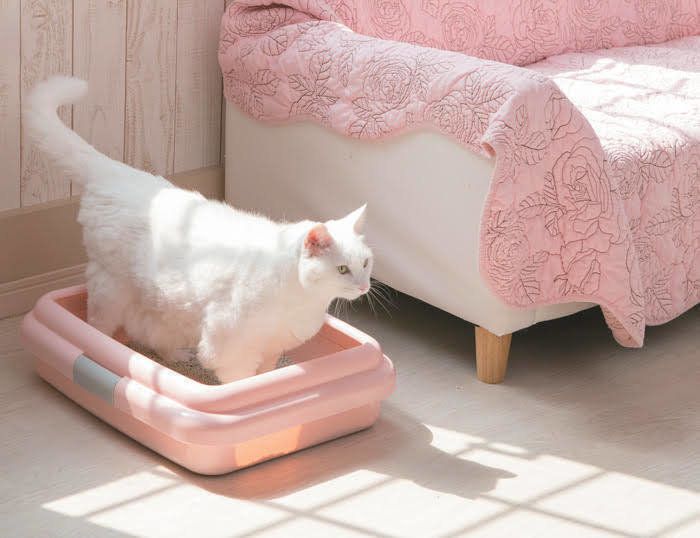 トイレにのる猫