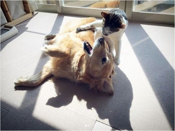 犬と猫が一緒に住むということ