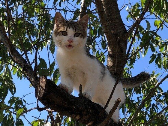 木登り中のマル