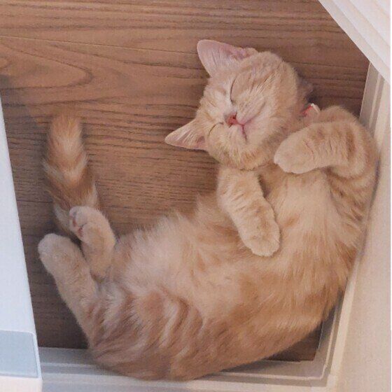 マンチカン ももちゃん