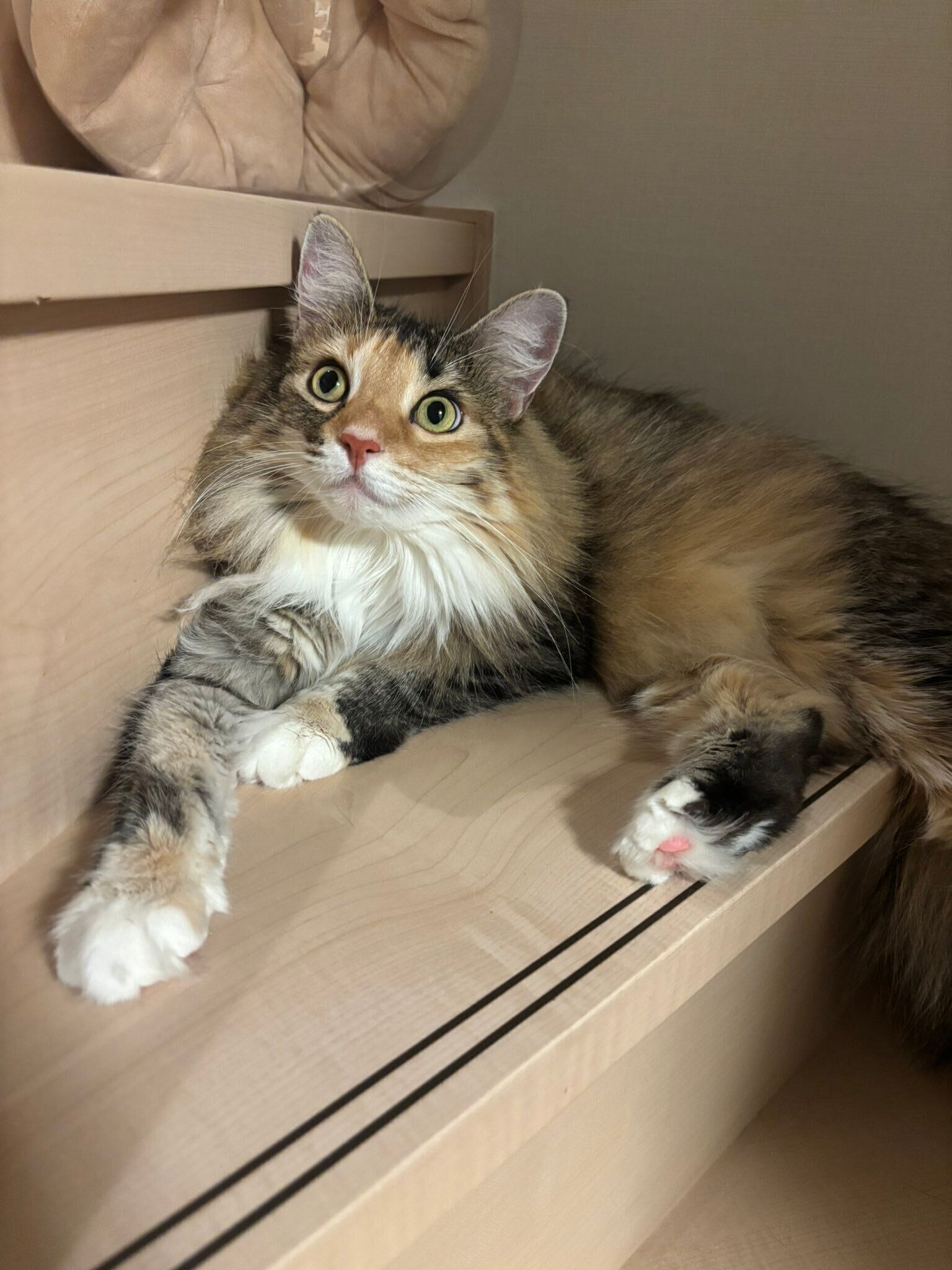 階段に座るノルウェージャンフォレストキャット