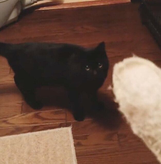 オモチャを見つめる猫別府くん
