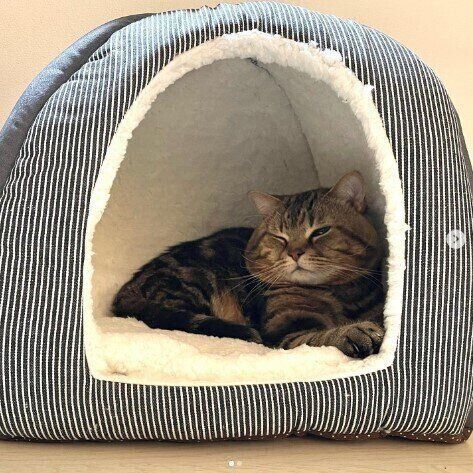 猫ベッドでくつろぐ猫