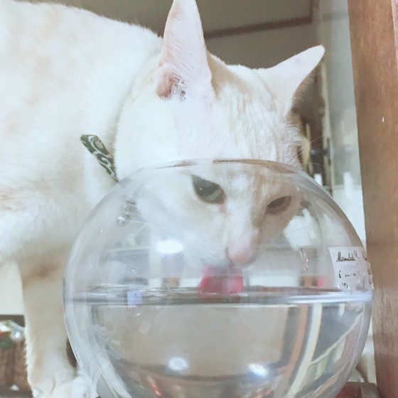 透明の丸い入れ物で水を飲む猫