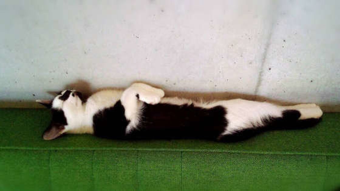 獣医師監修 ビヨーンと伸びる猫 その理由と意味を専門家が解説 画像あり ねこのきもちweb Magazine 獣医師監修 ビヨーンと伸びる猫 その理由と意味を専門家が解説 画像あり ねこのきもちweb Magazine