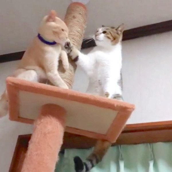キャットタワーでバトルをする猫