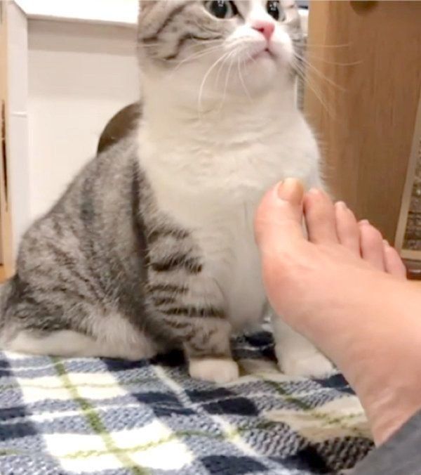 チェックが厳しいマンチカン