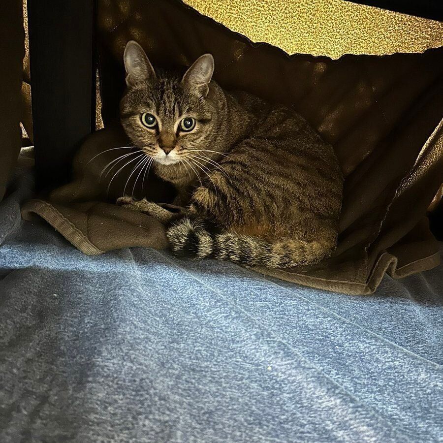 抱っこから逃げるにこちゃん