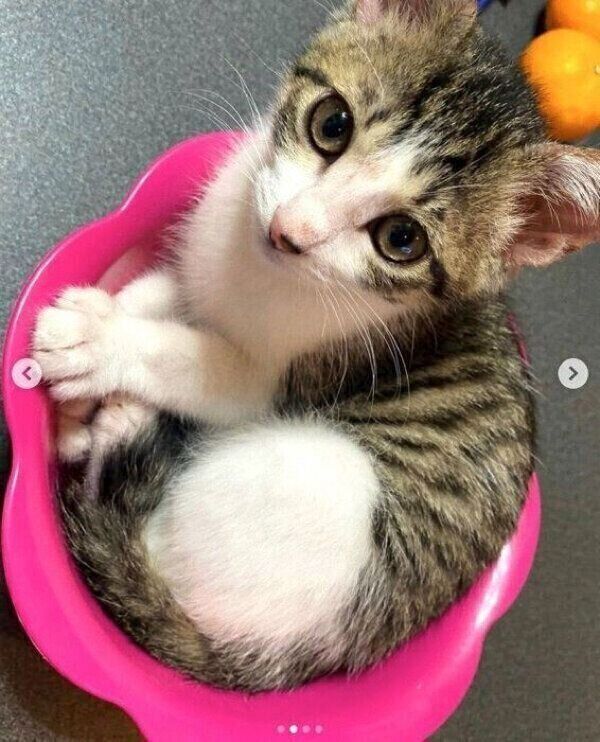 くつろぐおとーふちゃん