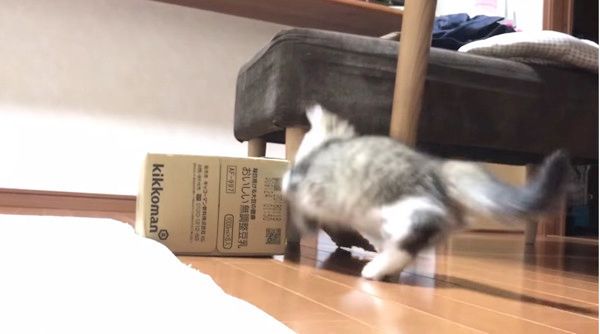 箱争奪戦を繰り広げるネコ